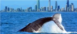 Whale Watching with Spirit of Gold Coast